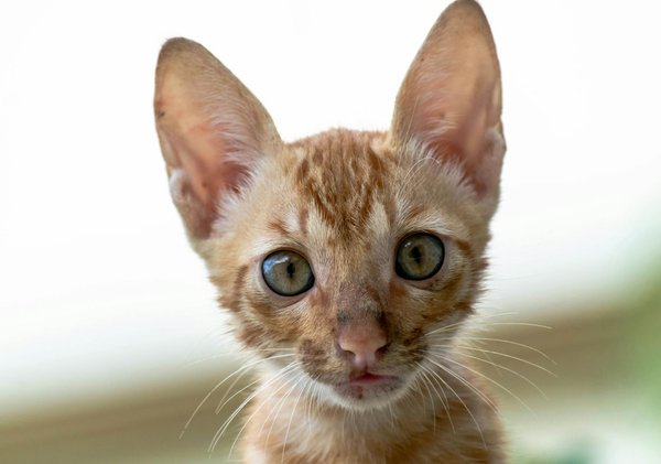 Creating a vibrant biotope aquarium: your ultimate guide to native british freshwater species