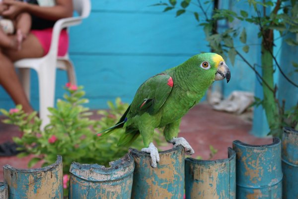 Top garden plants to lure and support british peacock butterflies: a comprehensive guide