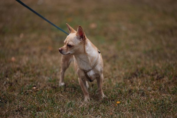 Nurturing British Blooms: Easy Steps to Safeguard Local Orchid Species for Thriving Communities