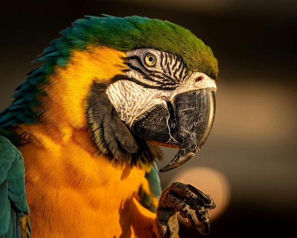 Top Strategies for Effectively Socializing Your Tibetan Terrier in Bustling City Environments